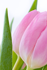 Image showing pink tulips