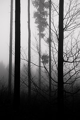 Image showing misty forest