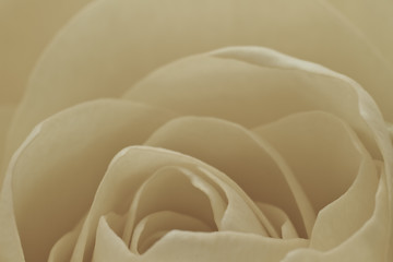 Image showing white rose macro