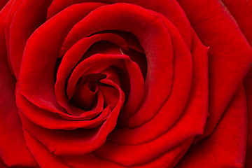 Image showing red rose