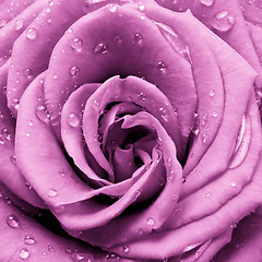 Image showing pink rose