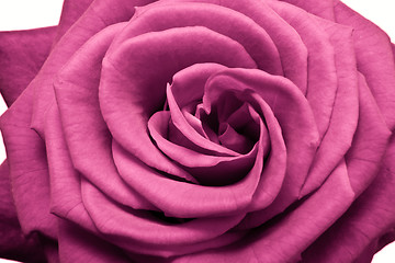 Image showing pink rose