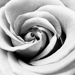 Image showing white rose