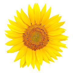 Image showing sunflower