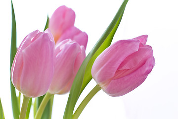 Image showing pink tulips