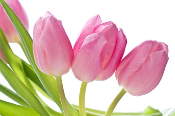 Image showing pink tulips