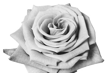 Image showing white rose