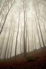 Image showing misty forest