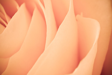 Image showing orange rose macro