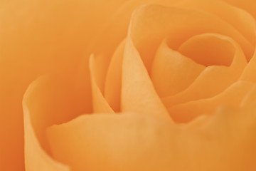 Image showing orange rose macro