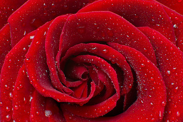 Image showing red rose