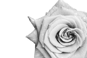 Image showing white rose