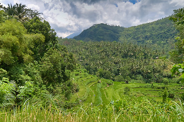 Image showing rice fields in Bali, Indonesia