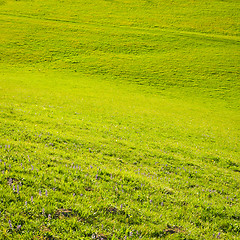 Image showing green field