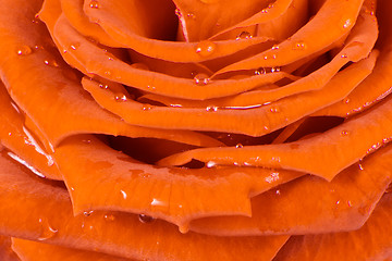 Image showing orange rose