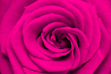 Image showing pink rose