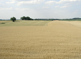 Image showing rural pictorial agriculture scenery at summer time