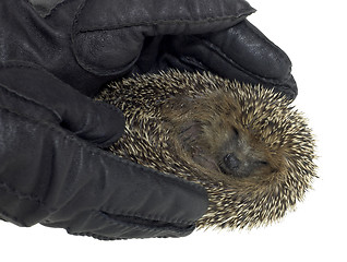 Image showing holding a hedgehog