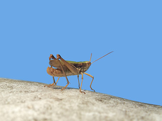 Image showing grasshopper in blue sky