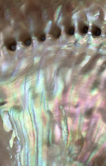 Image showing colorful nacre closeup