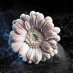 Image showing iced gerbera flower