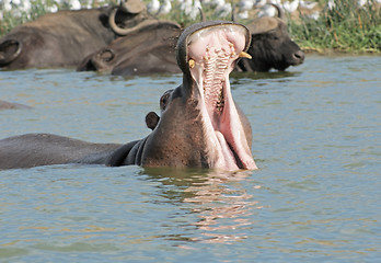 Image showing Hippo with open mouth