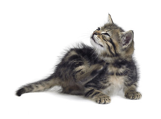 Image showing scraping cute kitten