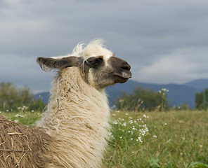 Image showing lama in cloudy ambiance