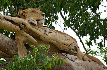 Image showing Lion on a tree in Uganda