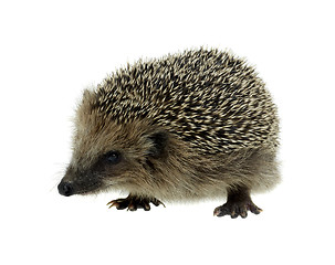 Image showing hedgehog