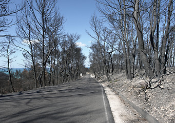 Image showing burned forest and road