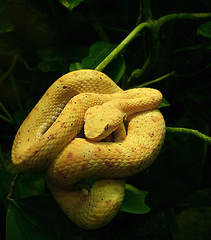 Image showing yellow snake in green vegetation