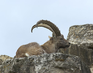 Image showing resting Alpine Ibex