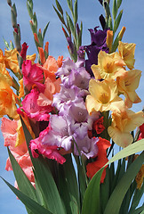 Image showing bunch of gladioli flowers