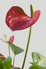 Image showing Flamingo Flower