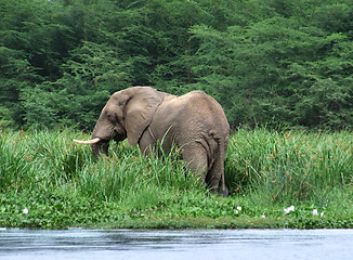 Image showing waterside scenery with Elephant