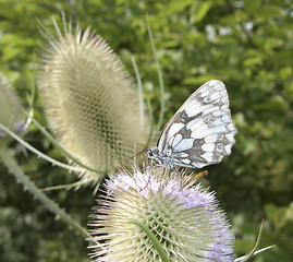 Image showing butterfly on teasel flower