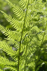 Image showing fresh green fern leaf