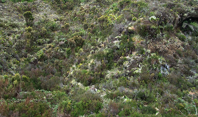 Image showing overgrown hill detail