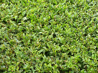 Image showing tea plantation closeup