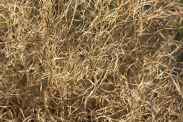 Image showing brown curled grass filament