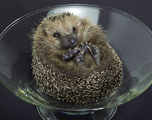 Image showing hedgehog in a glass bowl