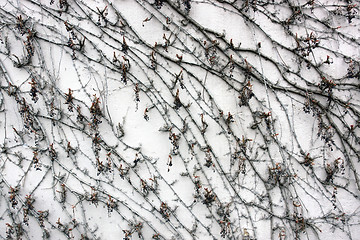 Image showing leafless Virginia creeper