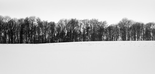 Image showing forest and snow