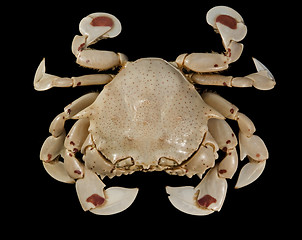 Image showing moon crab isolated on black
