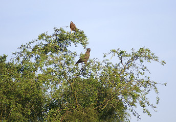 Image showing african birds in a tree