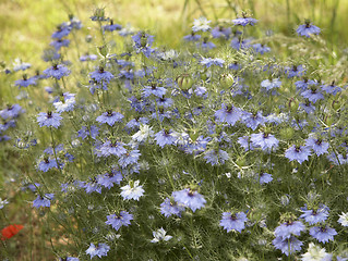 Image showing lots of nigella damascena flowers