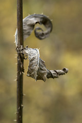 Image showing fractal leaves in blurry back