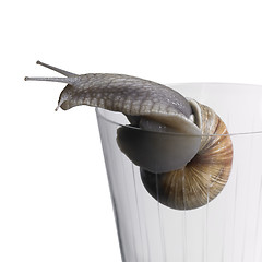 Image showing grapevine snail on drinking glass