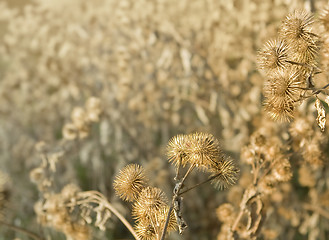 Image showing sere brown cocklebur